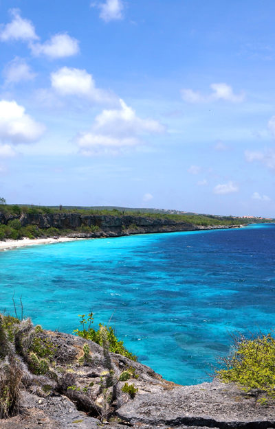 Indalo_Bonaire_Cactus
