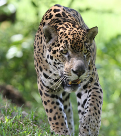 Indalo-Guyane-Guide-Informations-5