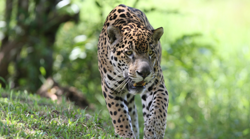 Indalo-Guyane-Guide-Informations-5