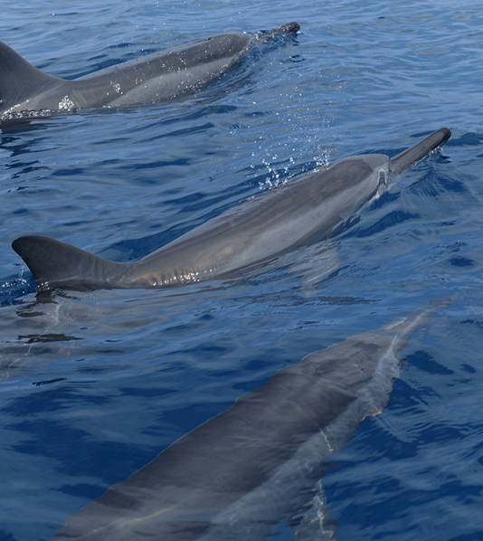 Indalo-Mayotte-Guide-Informations_2