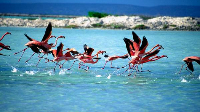 Indalo-Bonaire-Guide-Informations-1