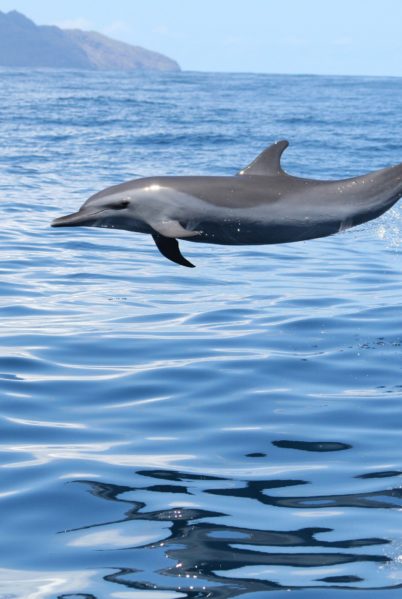 Indalo-Mayotte-Safari-Lagon-dauphin