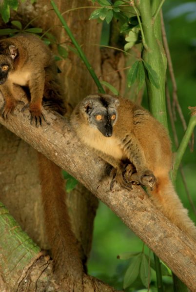 Indalo-Mayotte-rando-makis