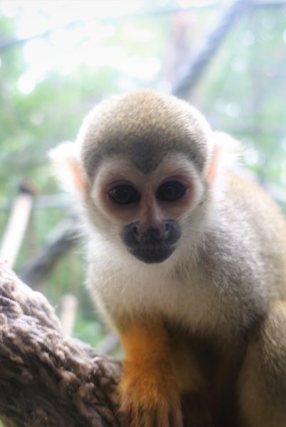 Indalo_Guyane_Zoo_Saimiri