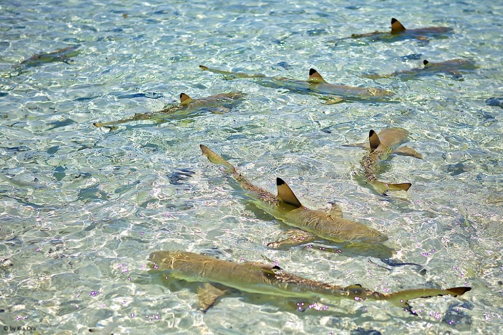 Rangiroa