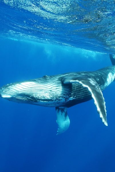 Indalo_Polynesie_Activites_Tahiti_Baleines3