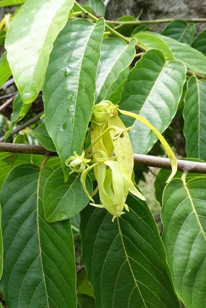 Indalo_Mayotte_Ylang-fleur2