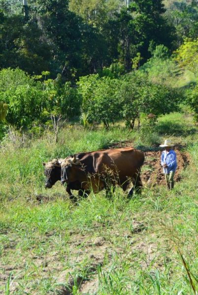 Indalo_Cuba_La Havane_Agriculture Biologique3