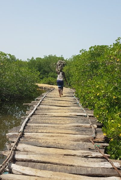 Indalo_Senegal_Guide_Casamance-mangrove