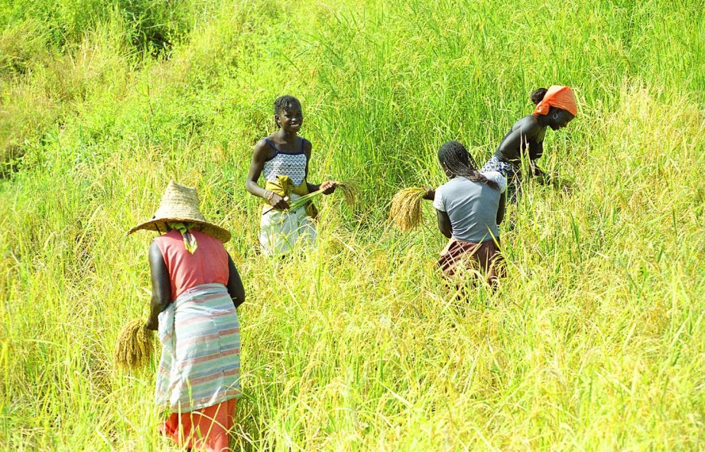 Indalo_Senegal_Guide_Casamance-riziere