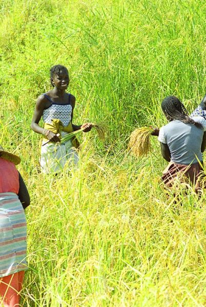 Indalo_Senegal_Guide_Casamance-riziere
