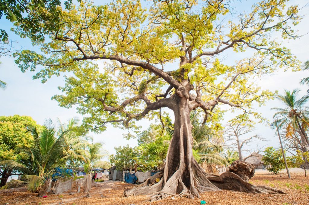 Indalo_Senegal_Guide_Fromager