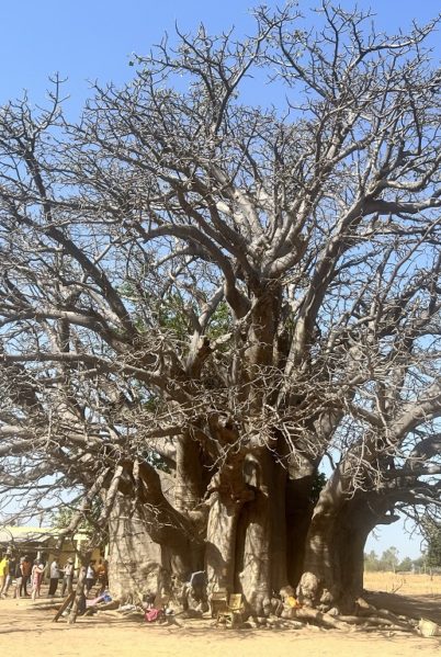 Indalo_Senegal_Fadial-baobab