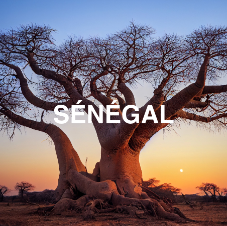 senegale4