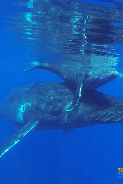 Indalo_Polynesie_Activites_Bora Bora_Baleines